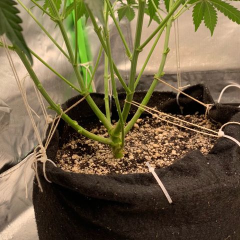 Green Poison growlog timeline photo
