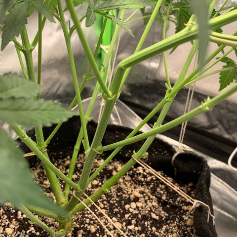 Green Poison growlog timeline photo