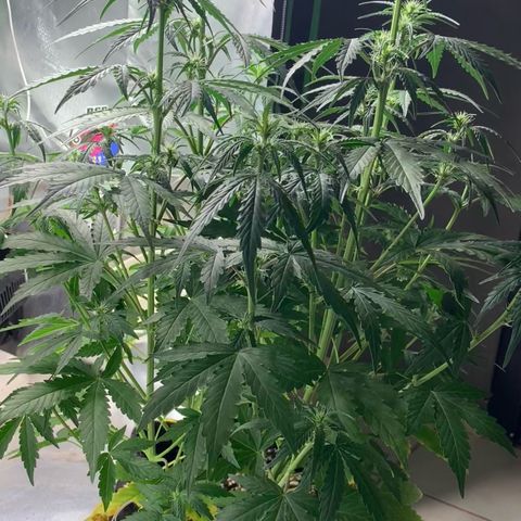 Green Poison growlog timeline photo
