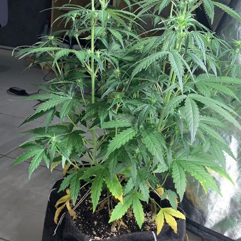 Green Poison growlog timeline photo