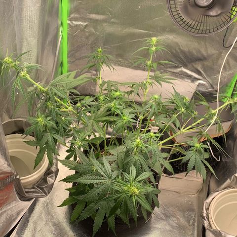 Green Poison growlog timeline photo
