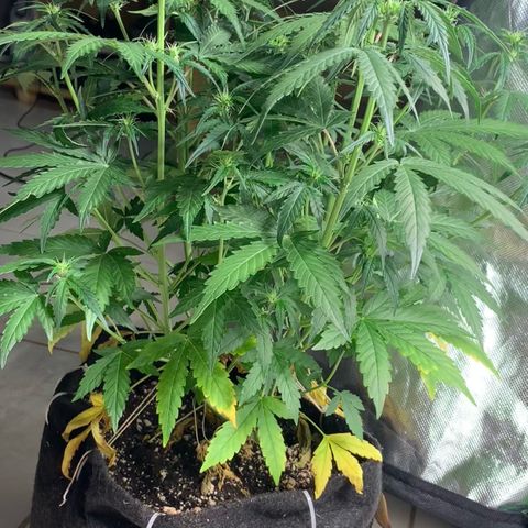 Green Poison growlog timeline photo