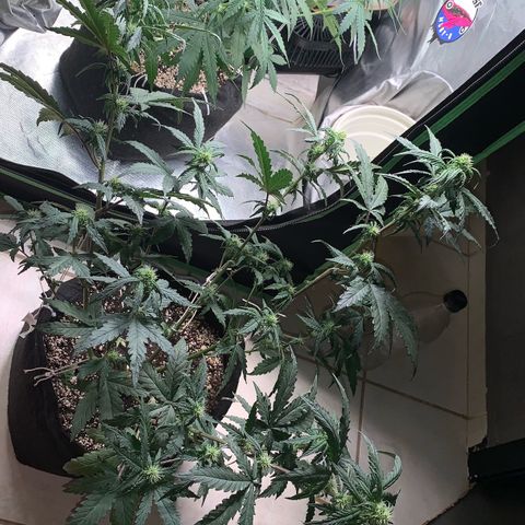 London Cheese growlog timeline photo