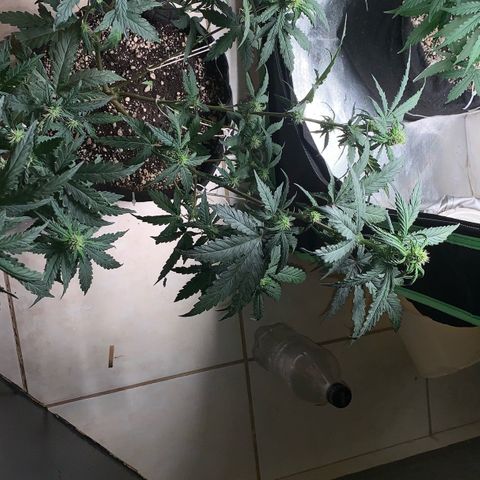 London Cheese growlog timeline photo