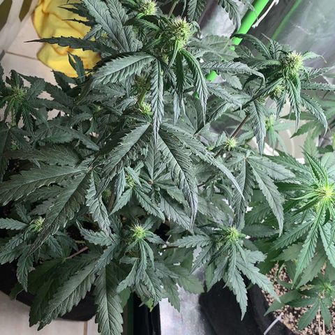 London Cheese growlog timeline photo