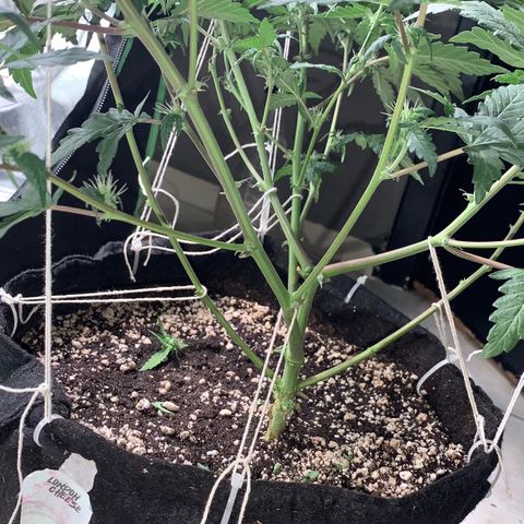 London Cheese growlog timeline photo
