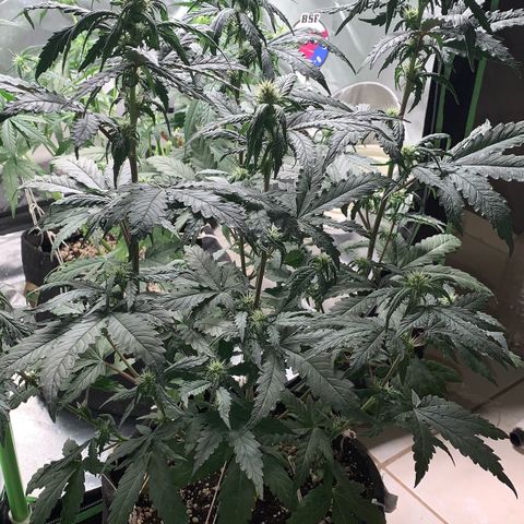 London Cheese growlog timeline photo