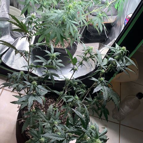 London Cheese growlog timeline photo