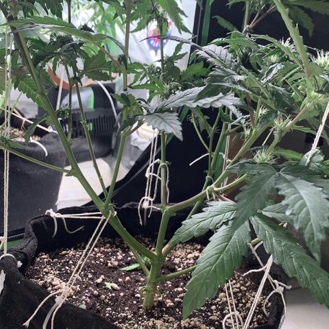 London Cheese growlog timeline photo