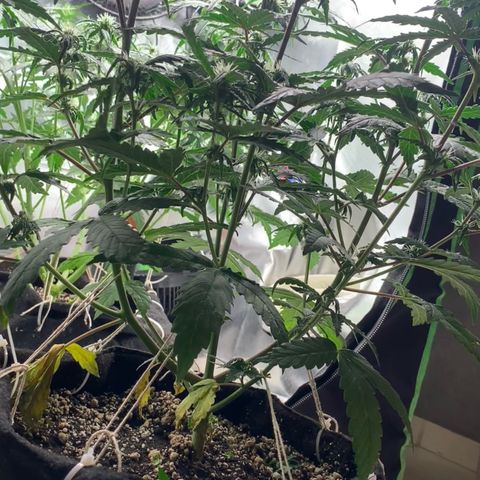 London Cheese growlog timeline photo
