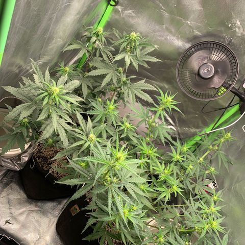 Green Poison growlog timeline photo
