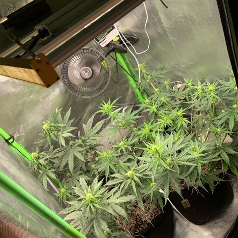 Green Poison growlog timeline photo
