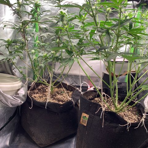 Green Poison growlog timeline photo