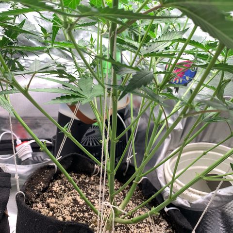 Green Poison growlog timeline photo