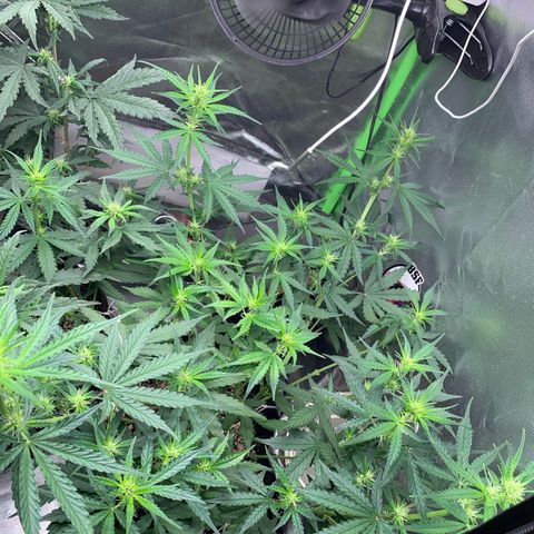 Green Poison growlog timeline photo