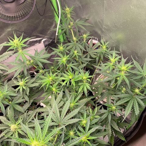 Green Poison growlog timeline photo