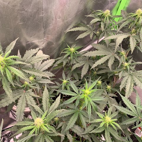 London Cheese growlog timeline photo