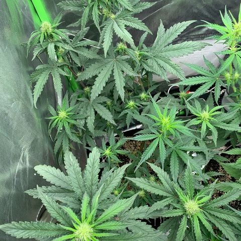 London Cheese growlog timeline photo