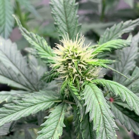 London Cheese growlog timeline photo