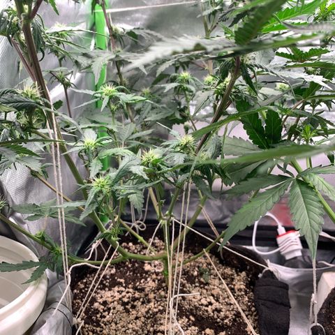 London Cheese growlog timeline photo