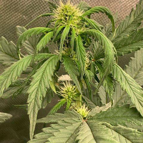 London Cheese growlog timeline photo