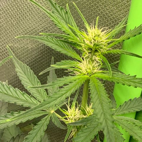 Green Poison growlog timeline photo