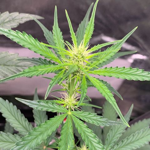 Green Poison growlog timeline photo