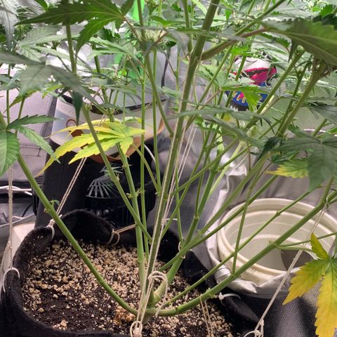 Green Poison growlog timeline photo
