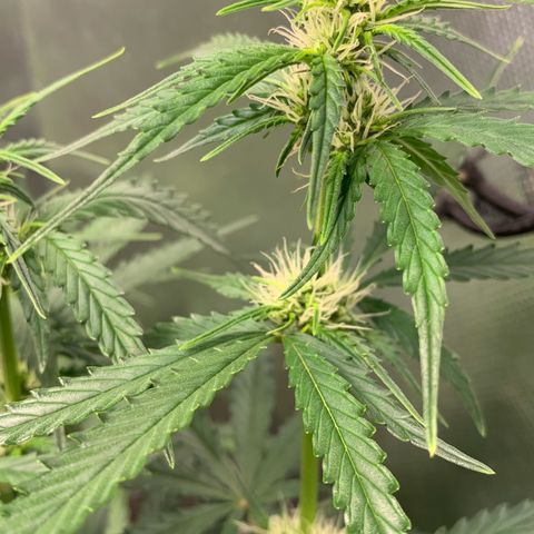 Green Poison growlog timeline photo