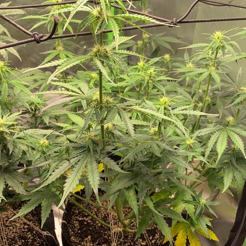 Green Poison growlog timeline photo