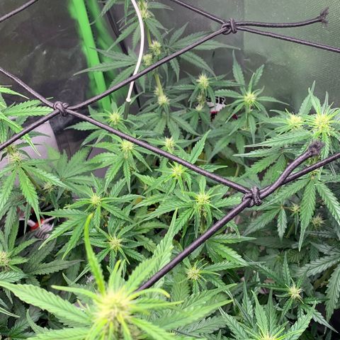 Green Poison growlog timeline photo