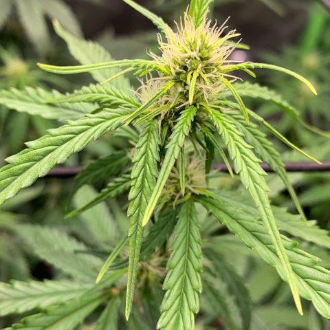 Green Poison growlog timeline photo