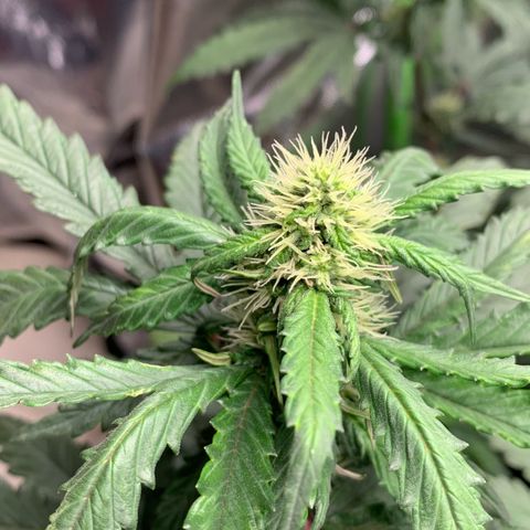 London Cheese growlog timeline photo