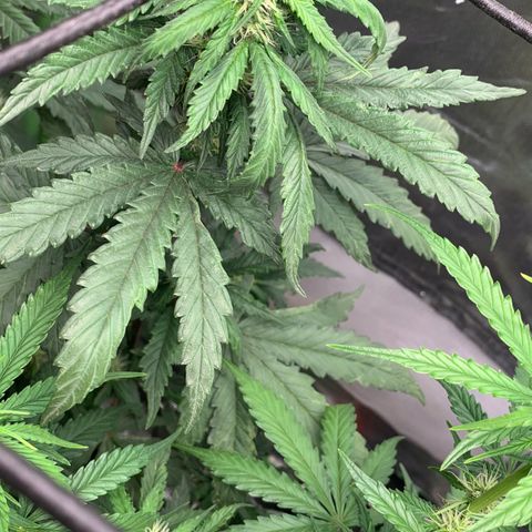 London Cheese growlog timeline photo