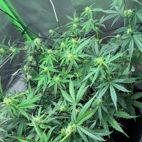 Green Poison growlog timeline photo