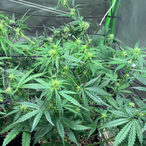 Green Poison growlog timeline photo