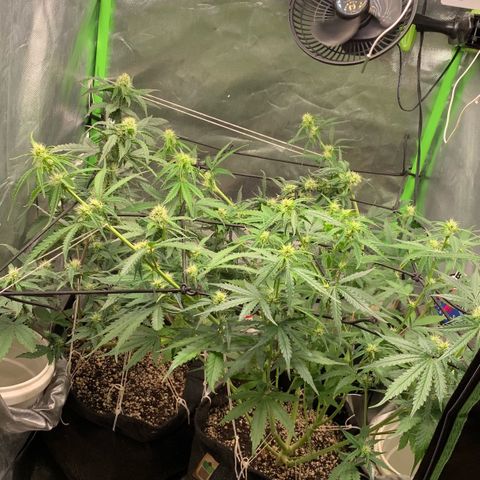 Green Poison growlog timeline photo