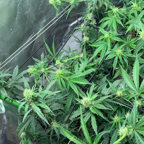 Green Poison growlog timeline photo