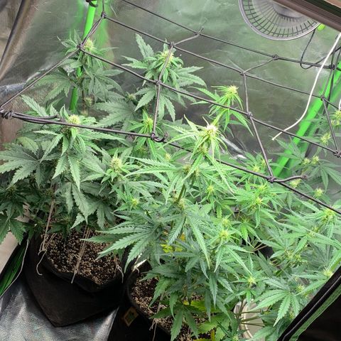 Green Poison growlog timeline photo