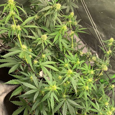 Green Poison growlog timeline photo