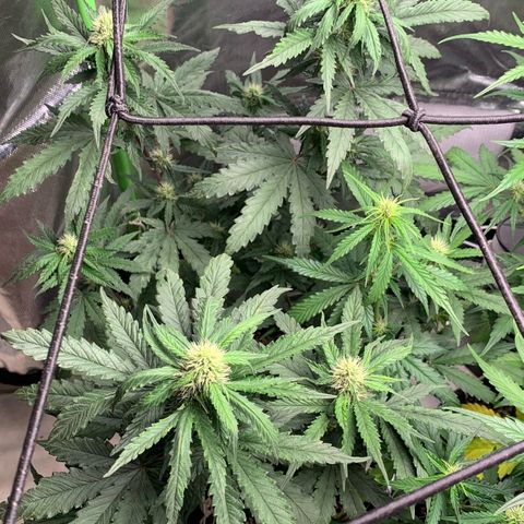 London Cheese growlog timeline photo