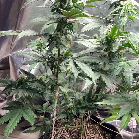 London Cheese growlog timeline photo