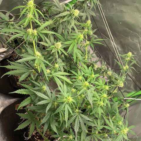 Green Poison growlog timeline photo