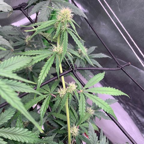 Green Poison growlog timeline photo