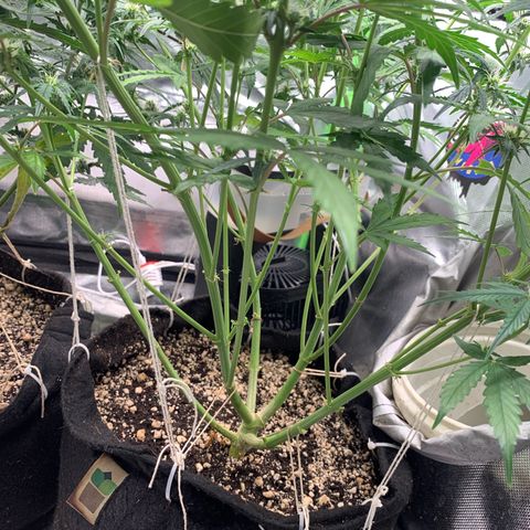 Green Poison growlog timeline photo