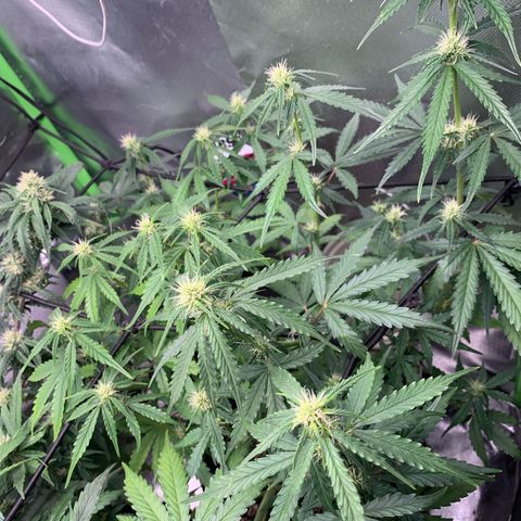 Green Poison growlog timeline photo