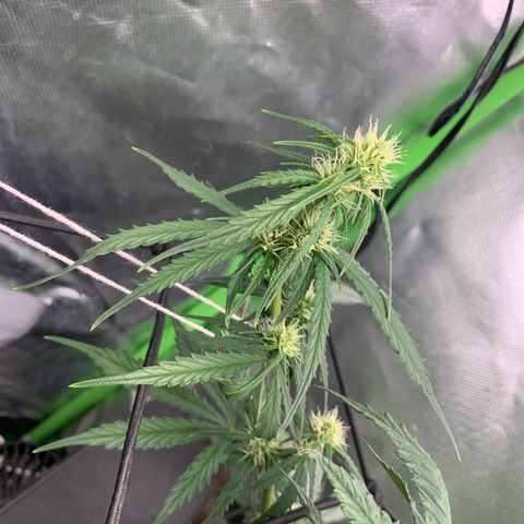 Green Poison growlog timeline photo