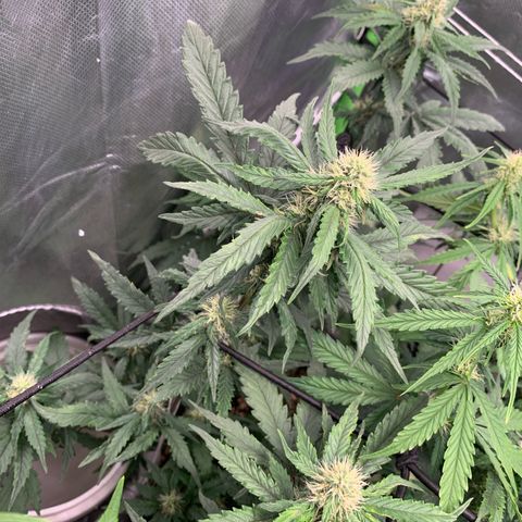 London Cheese growlog timeline photo