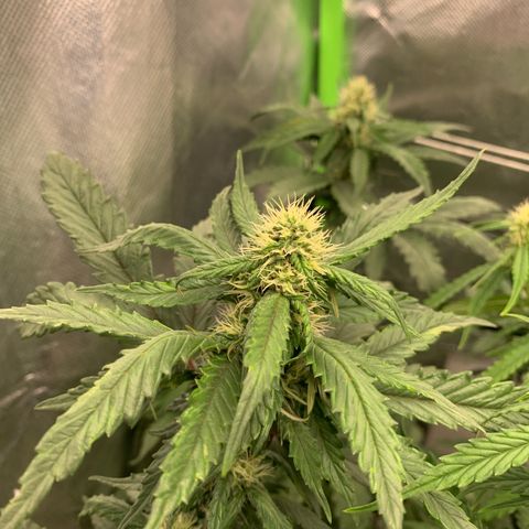 London Cheese growlog timeline photo