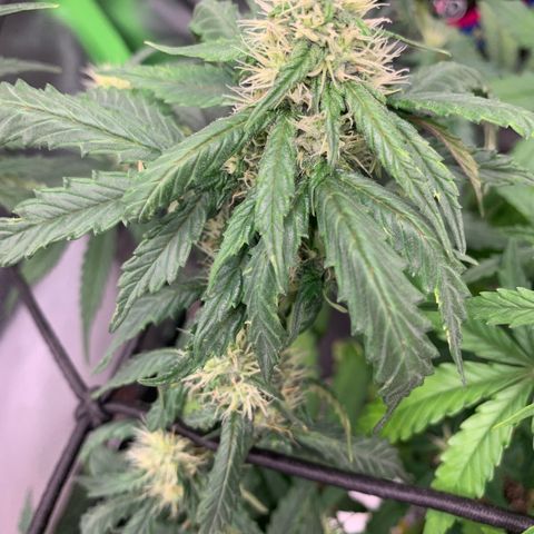 London Cheese growlog timeline photo